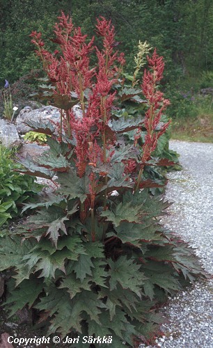 Rheum palmatum tanguticum